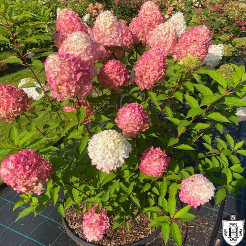 Hydrangea paniculata 'Pink and Rose' - Aedhortensia 'Pink and Rose' C2/2L